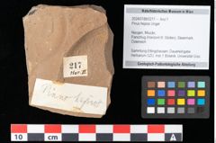 Foto (Objekt + Etikett) von Pinus hepios Unger (NHMW-GEO-2024-0188-0217)